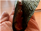 "business card" tuna roll